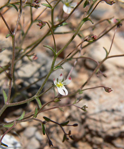 Nemacladus glanduliferus